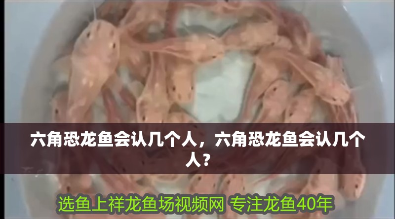 六角恐龍魚會認幾個人，六角恐龍魚會認幾個人？