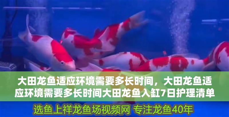 大田龍魚適應環境需要多長時間，大田龍魚適應環境需要多長時間大田龍魚入缸7日護理清單
