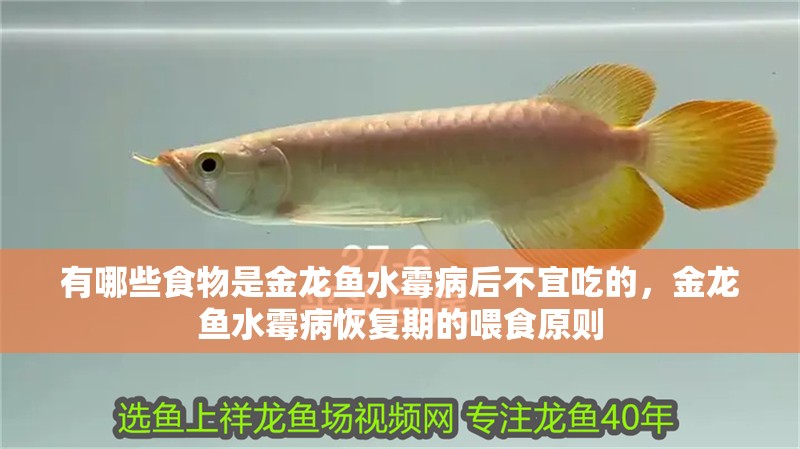 有哪些食物是金龍魚(yú)水霉病后不宜吃的，金龍魚(yú)水霉病恢復(fù)期的喂食原則