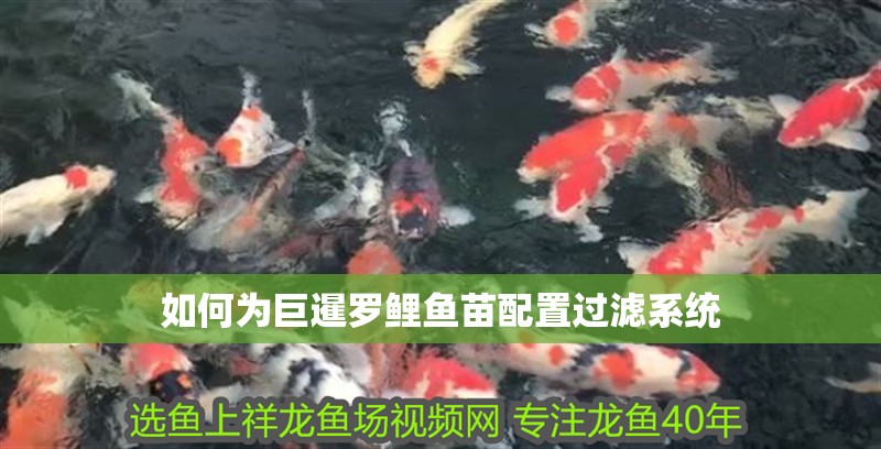 如何為巨暹羅鯉魚苗配置過濾系統