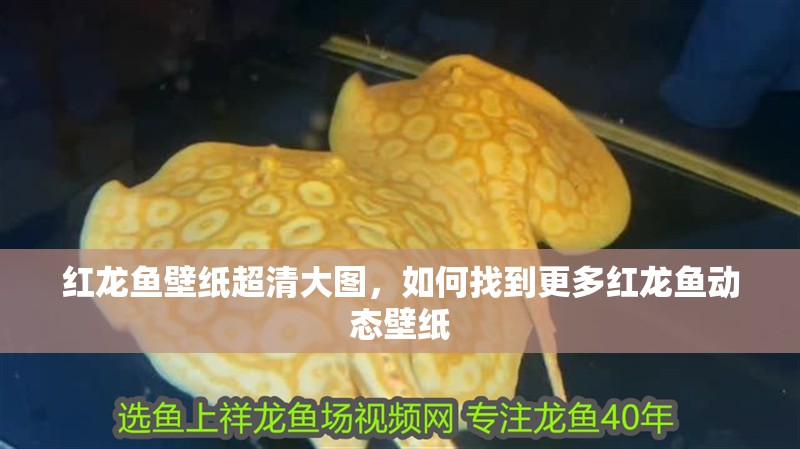 紅龍魚壁紙超清大圖，如何找到更多紅龍魚動態壁紙