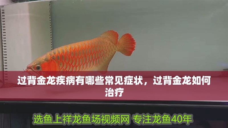 過背金龍疾病有哪些常見癥狀，過背金龍如何治療