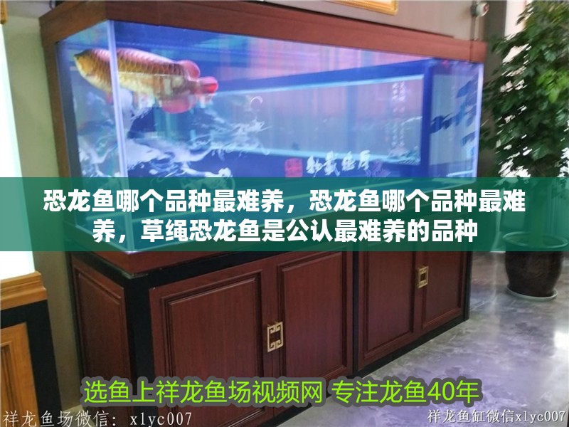 恐龍魚哪個品種最難養，恐龍魚哪個品種最難養，草繩恐龍魚是公認最難養的品種