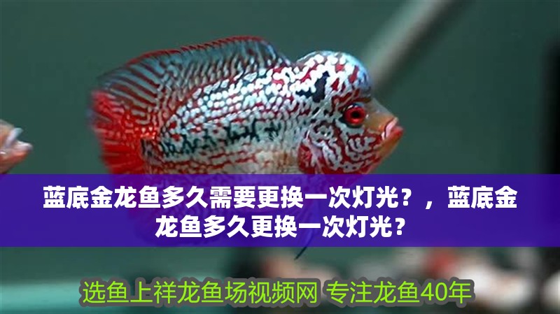 藍底金龍魚多久需要更換一次燈光？，藍底金龍魚多久更換一次燈光？