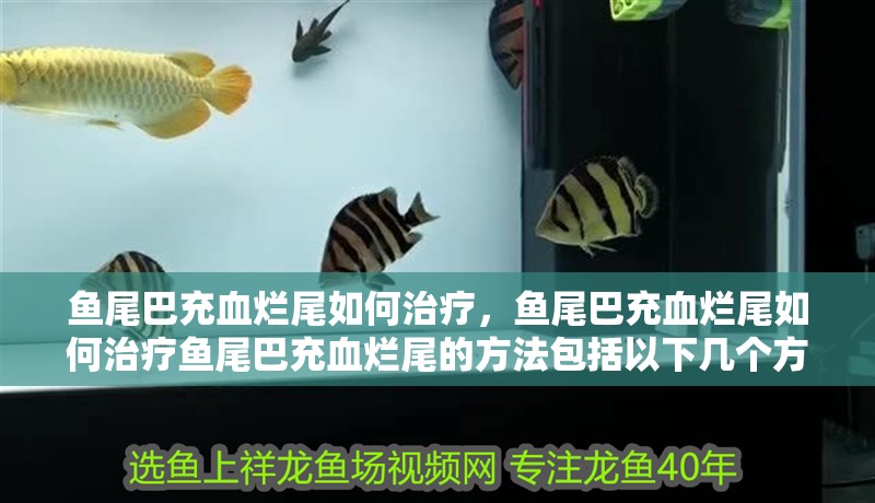 魚尾巴充血爛尾如何治療，魚尾巴充血爛尾如何治療魚尾巴充血爛尾的方法包括以下幾個方面