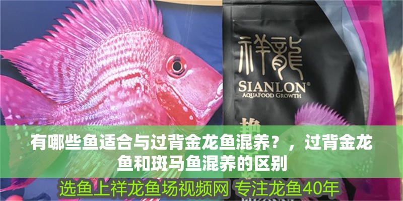 有哪些魚適合與過背金龍魚混養？，過背金龍魚和斑馬魚混養的區別