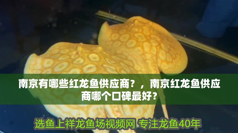 南京有哪些紅龍魚供應商？，南京紅龍魚供應商哪個口碑最好？