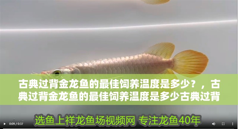 古典過背金龍魚的最佳飼養(yǎng)溫度是多少？，古典過背金龍魚的最佳飼養(yǎng)溫度是多少古典過背金龍魚的最佳飼養(yǎng)溫度
