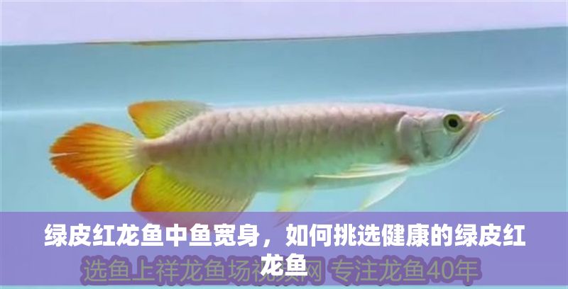 綠皮紅龍魚中魚寬身，如何挑選健康的綠皮紅龍魚