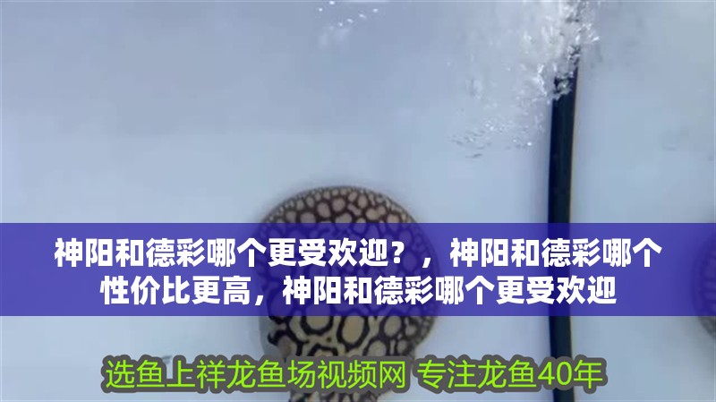 神陽和德彩哪個更受歡迎？，神陽和德彩哪個性價比更高，神陽和德彩哪個更受歡迎