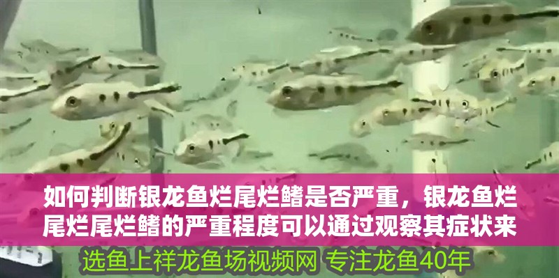 如何判斷銀龍魚爛尾爛鰭是否嚴重，銀龍魚爛尾爛尾爛鰭的嚴重程度可以通過觀察其癥狀來判斷