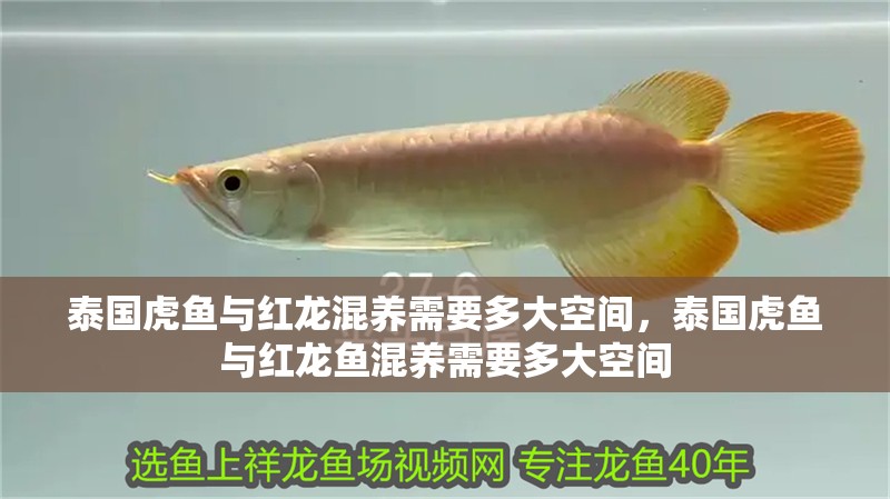 泰國虎魚與紅龍混養(yǎng)需要多大空間，泰國虎魚與紅龍魚混養(yǎng)需要多大空間