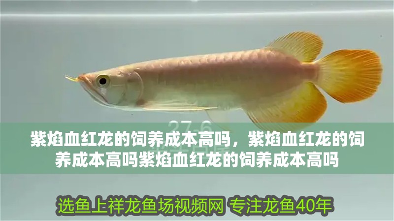 紫焰血紅龍的飼養(yǎng)成本高嗎，紫焰血紅龍的飼養(yǎng)成本高嗎紫焰血紅龍的飼養(yǎng)成本高嗎