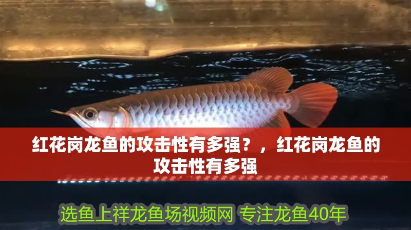 紅花崗龍魚的攻擊性有多強？，紅花崗龍魚的攻擊性有多強