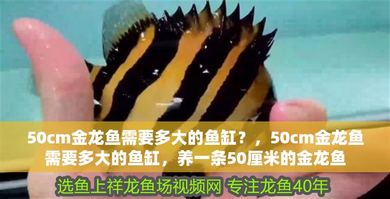 50cm金龍魚需要多大的魚缸？，50cm金龍魚需要多大的魚缸，養一條50厘米的金龍魚