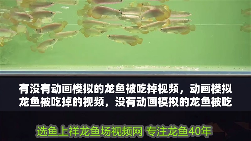 有沒有動畫模擬的龍魚被吃掉視頻，動畫模擬龍魚被吃掉的視頻，沒有動畫模擬的龍魚被吃掉的視頻