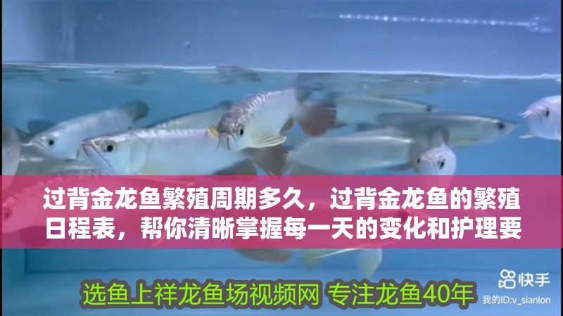 過背金龍魚繁殖周期多久，過背金龍魚的繁殖日程表，幫你清晰掌握每一天的變化和護理要點