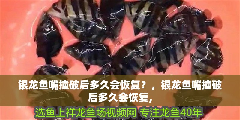 銀龍魚嘴撞破后多久會恢復？，銀龍魚嘴撞破后多久會恢復,