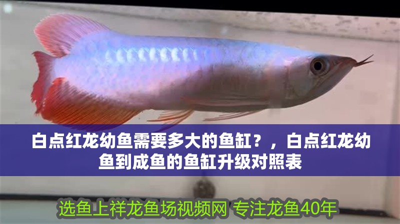 白點紅龍幼魚需要多大的魚缸？，白點紅龍幼魚到成魚的魚缸升級對照表