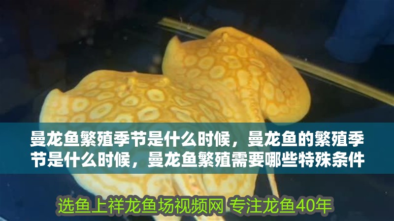 曼龍魚繁殖季節是什么時候，曼龍魚的繁殖季節是什么時候，曼龍魚繁殖需要哪些特殊條件