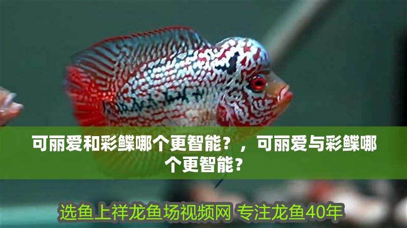 可麗愛和彩鰈哪個更智能？，可麗愛與彩鰈哪個更智能？