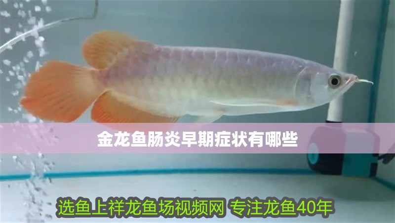 金龍魚腸炎早期癥狀有哪些