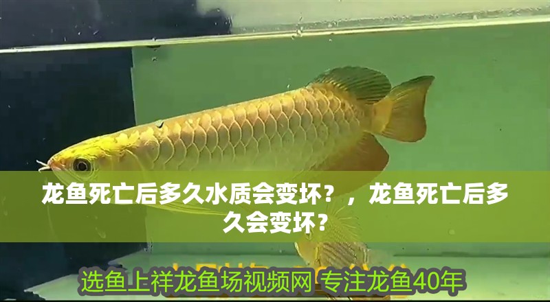 龍魚死亡后多久水質會變壞？，龍魚死亡后多久會變壞？