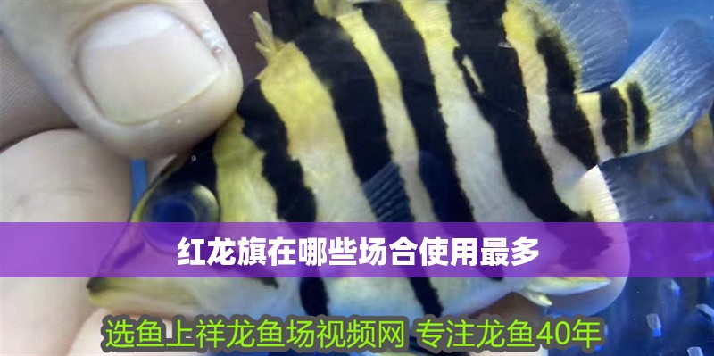 紅龍旗在哪些場合使用最多