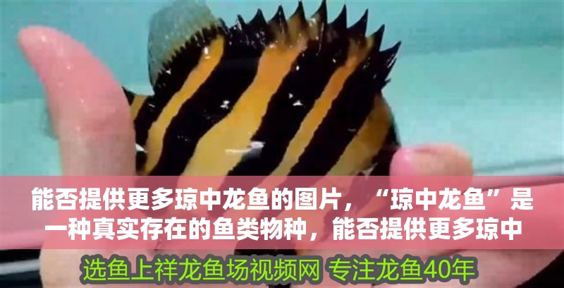 能否提供更多瓊中龍魚的圖片，“瓊中龍魚”是一種真實存在的魚類物種，能否提供更多瓊中龍魚圖片