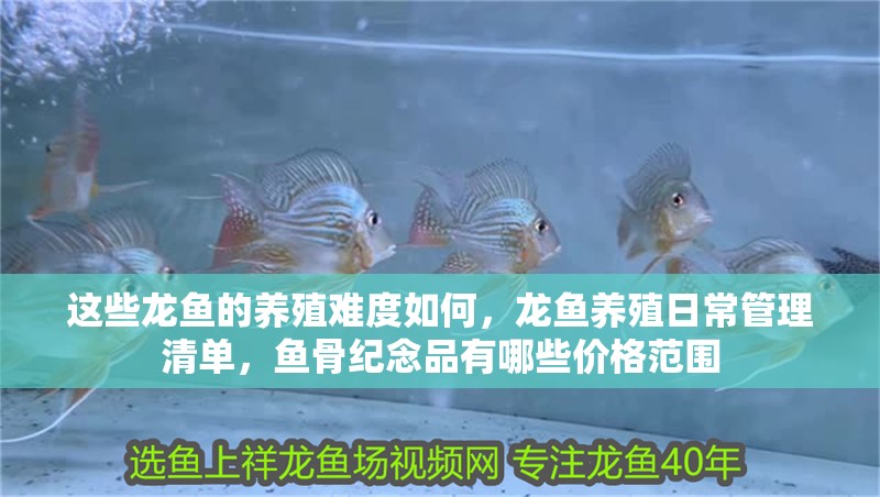 這些龍魚的養殖難度如何，龍魚養殖日常管理清單，魚骨紀念品有哪些價格范圍
