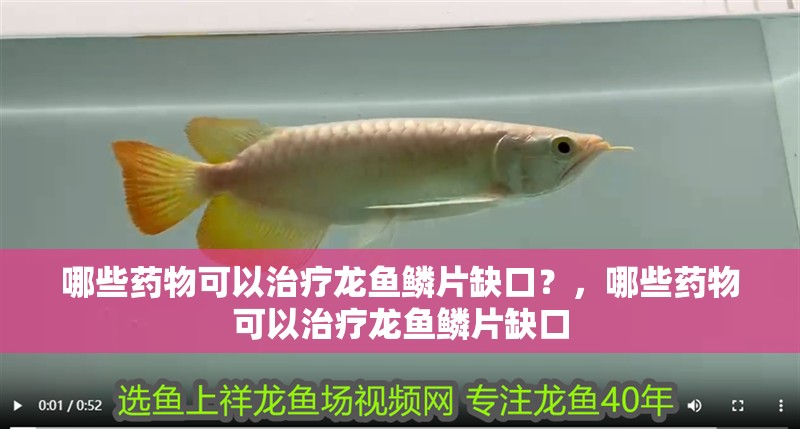 哪些藥物可以治療龍魚鱗片缺口？，哪些藥物可以治療龍魚鱗片缺口