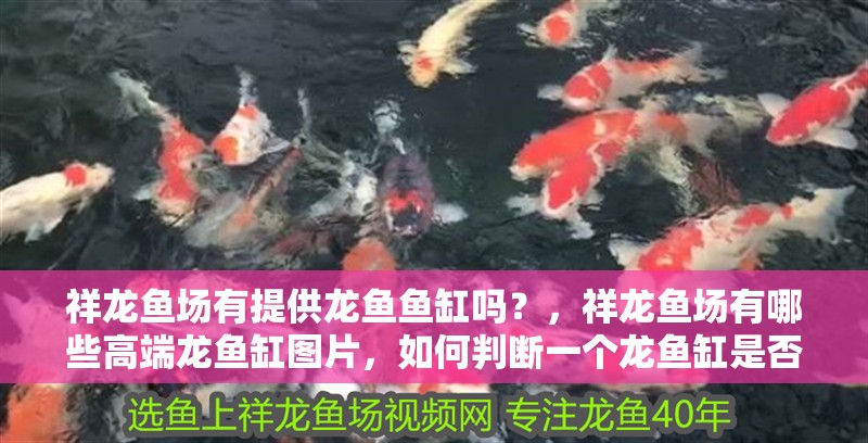 祥龍魚場有提供龍魚魚缸嗎？，祥龍魚場有哪些高端龍魚缸圖片，如何判斷一個龍魚缸是否高端？