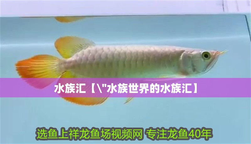 水族匯【\