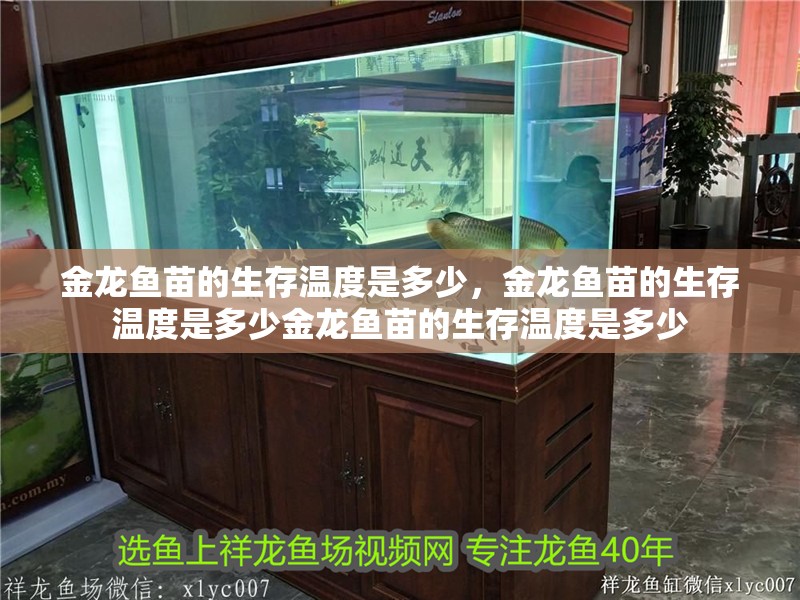 金龍魚苗的生存溫度是多少，金龍魚苗的生存溫度是多少金龍魚苗的生存溫度是多少