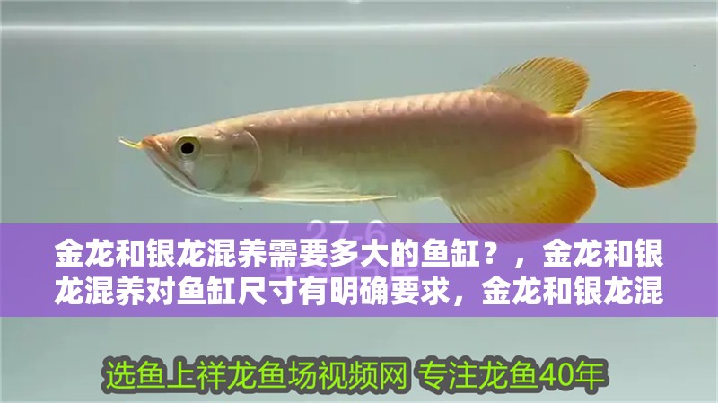 金龍和銀龍混養(yǎng)需要多大的魚缸？，金龍和銀龍混養(yǎng)對魚缸尺寸有明確要求，金龍和銀龍混養(yǎng)需要哪些設(shè)備