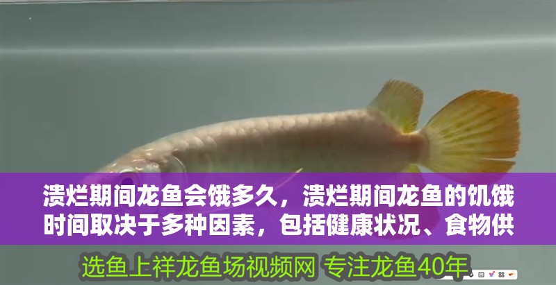 潰爛期間龍魚會餓多久，潰爛期間龍魚的饑餓時間取決于多種因素，包括健康狀況、食物供應以及環境條件