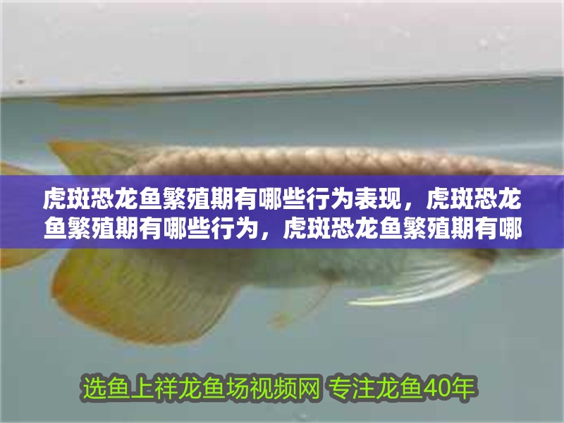 虎斑恐龍魚繁殖期有哪些行為表現，虎斑恐龍魚繁殖期有哪些行為，虎斑恐龍魚繁殖期有哪些行為表現