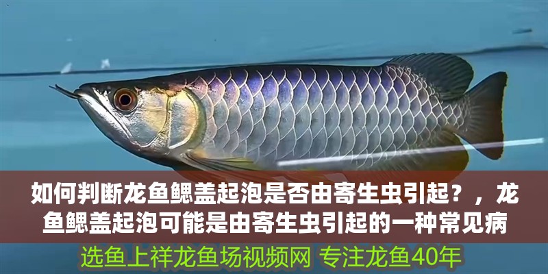 如何判斷龍魚鰓蓋起泡是否由寄生蟲引起？，龍魚鰓蓋起泡可能是由寄生蟲引起的一種常見病癥鰓蓋起泡