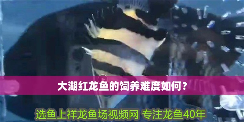 大湖紅龍魚的飼養難度如何？
