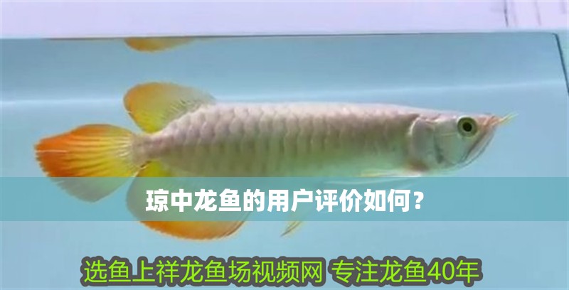 瓊中龍魚的用戶評價如何？