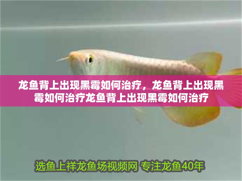 龍魚背上出現黑霉如何治療，龍魚背上出現黑霉如何治療龍魚背上出現黑霉如何治療