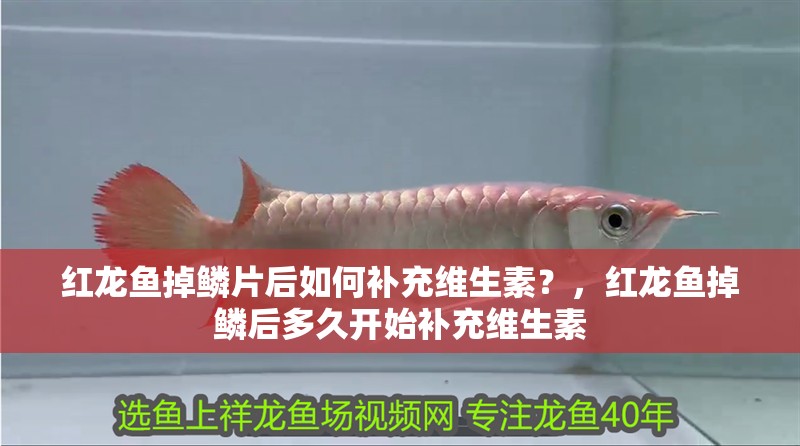 紅龍魚掉鱗片后如何補充維生素？，紅龍魚掉鱗后多久開始補充維生素