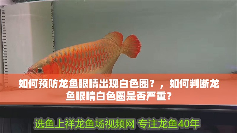 如何預(yù)防龍魚眼睛出現(xiàn)白色圈？，如何判斷龍魚眼睛白色圈是否嚴重？