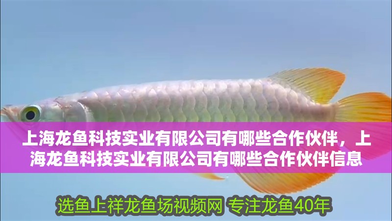 上海龍魚科技實業有限公司有哪些合作伙伴，上海龍魚科技實業有限公司有哪些合作伙伴信息查詢方法