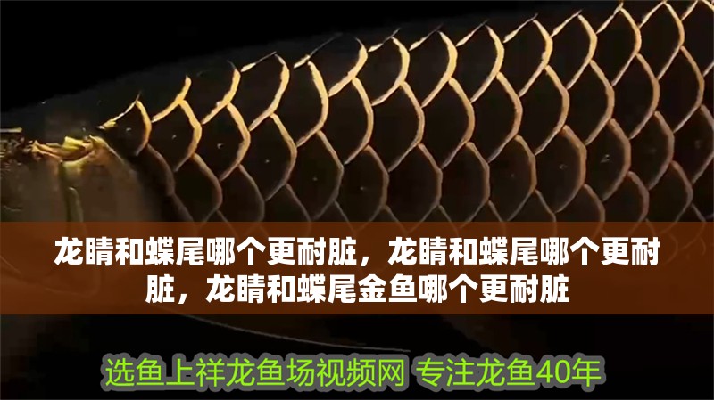 龍睛和蝶尾哪個更耐臟，龍睛和蝶尾哪個更耐臟，龍睛和蝶尾金魚哪個更耐臟