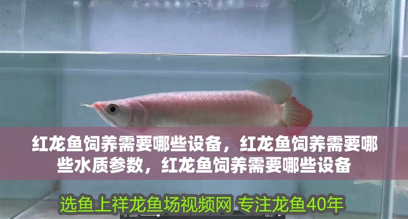 紅龍魚飼養需要哪些設備，紅龍魚飼養需要哪些水質參數，紅龍魚飼養需要哪些設備