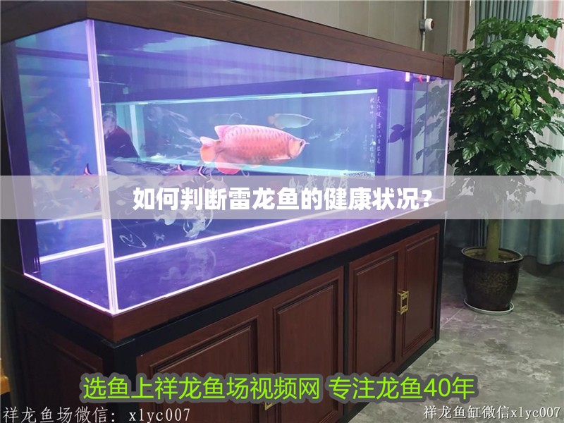 如何判斷雷龍魚的健康狀況？