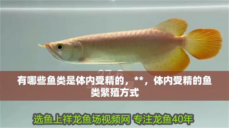 有哪些魚類是體內受精的，**，體內受精的魚類繁殖方式