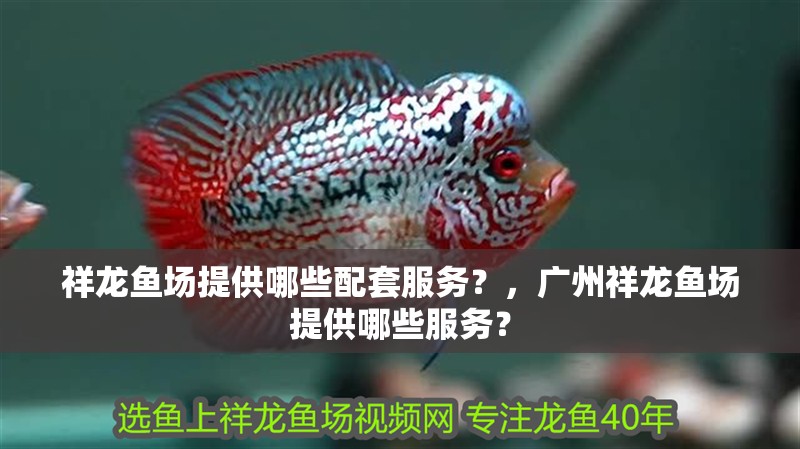 祥龍魚場提供哪些配套服務？，廣州祥龍魚場提供哪些服務？
