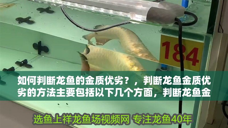 如何判斷龍魚的金質優劣？，判斷龍魚金質優劣的方法主要包括以下幾個方面，判斷龍魚金質優劣